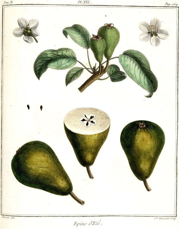 Catherine Haussard-Poire épine d'été-Traité des arbres fruitiers- Duhamel du Monceau
