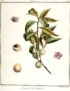 Catherine Haussard-Pêche blanche-Traité des arbres fruitiers- Duhamel du Monceau