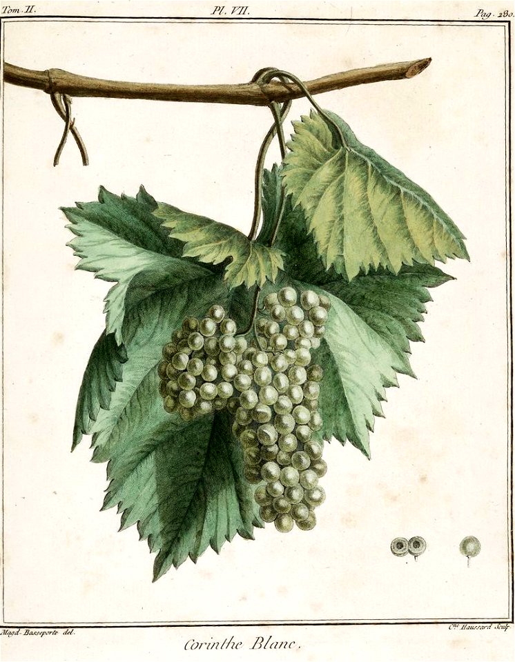 Catherine Haussard-Raisin Corinthe blanc-Traité des arbres fruitiers- Duhamel du Monceau