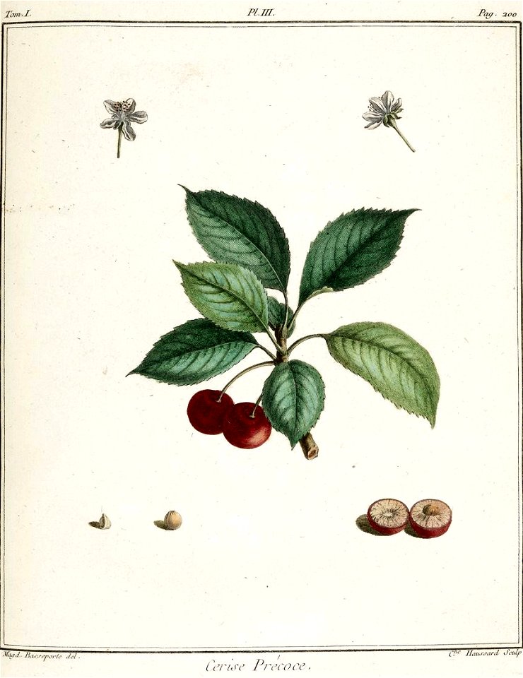 Catherine Haussard-cerise précoce -Traité des arbres fruitiers- Duhamel du Monceau