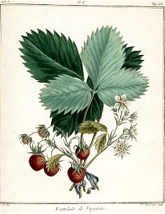 Catherine Haussard-Fraise écarlate de Virginie -Traité des arbres fruitiers- Duhamel du Monceau
