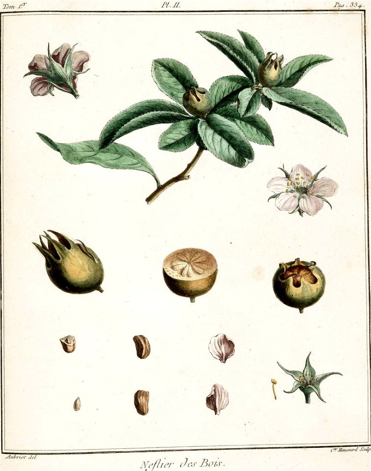 Catherine Haussard-Néflier des bois -Traité des arbres fruitiers- Duhamel du Monceau