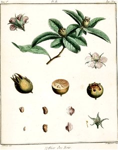 Catherine Haussard-Néflier des bois -Traité des arbres fruitiers- Duhamel du Monceau
