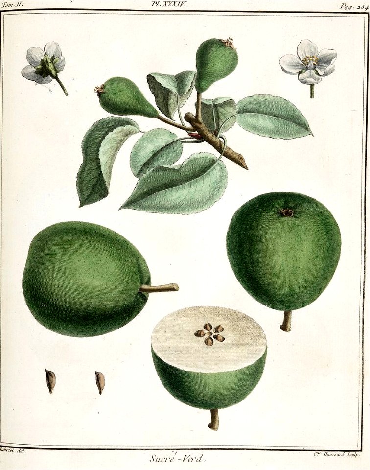 Catherine Haussard-Poire sucré vert-Traité des arbres fruitiers- Duhamel du Monceau