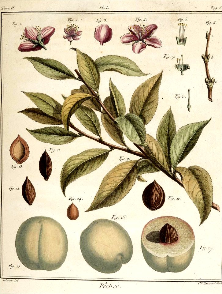 Catherine Haussard-Pêcher-Traité des arbres fruitiers- Duhamel du Monceau