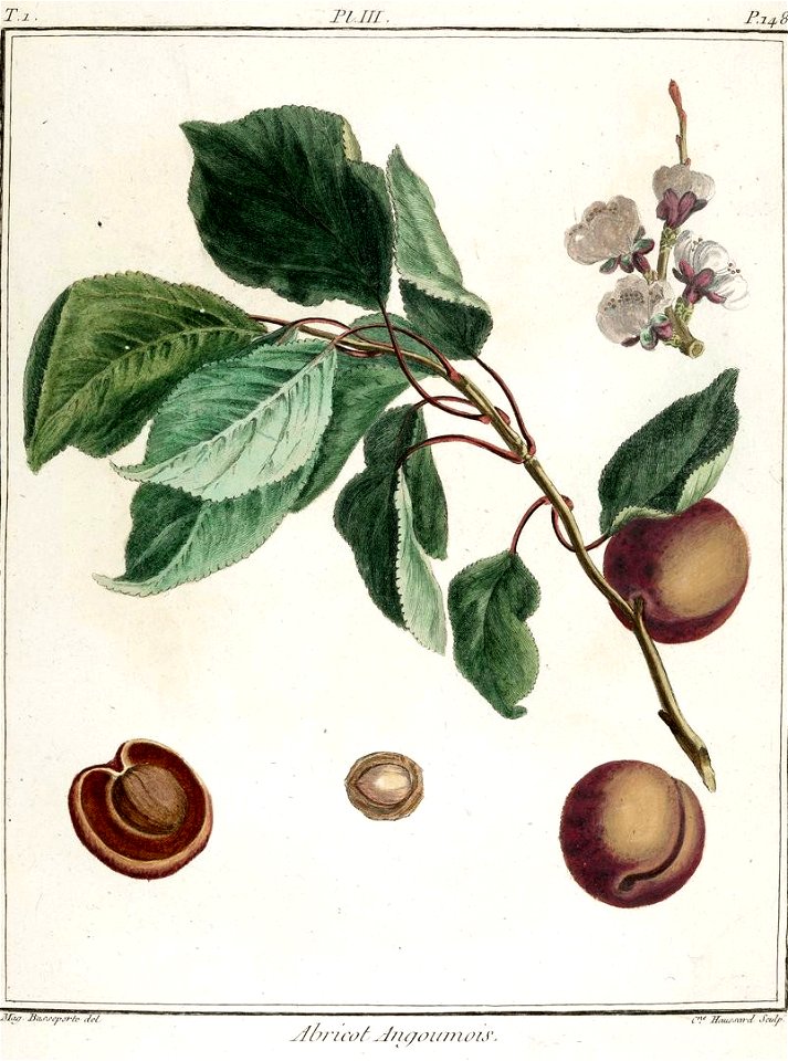 Catherine Haussard-Abricot Angoumois -Traité des arbres fruitiers- Duhamel du Monceau