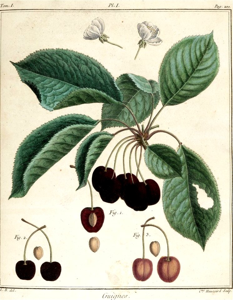 Catherine Haussard-Cerise Guignes -Traité des arbres fruitiers- Duhamel du Monceau