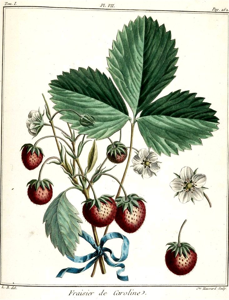 Catherine Haussard-Fraisier de Caroline -Traité des arbres fruitiers- Duhamel du Monceau