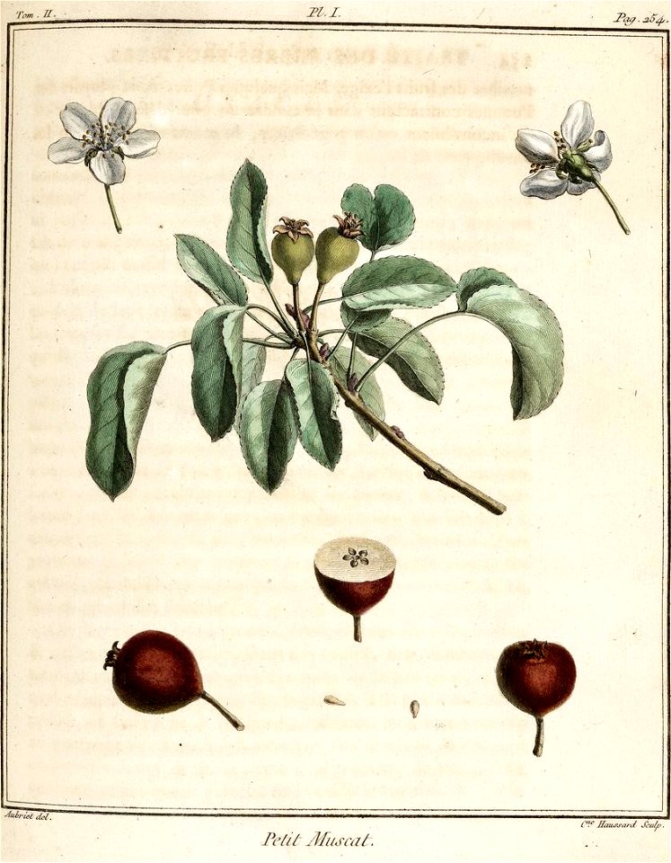 Catherine Haussard-Poire petit muscat-Traité des arbres fruitiers- Duhamel du Monceau