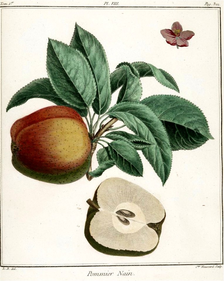Catherine Haussard-Pommier nain -Traité des arbres fruitiers- Duhamel du Monceau