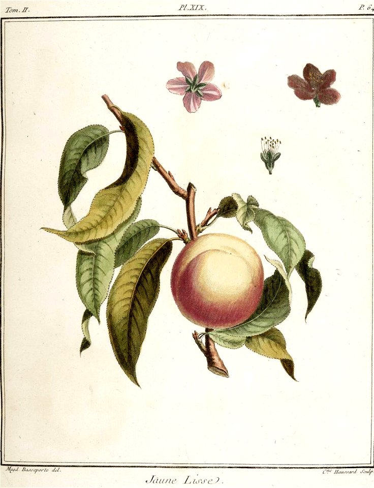 Catherine Haussard-Pêche jaune lisse-Traité des arbres fruitiers- Duhamel du Monceau