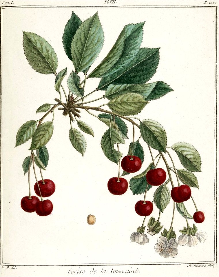 Catherine Haussard-cerise de la Toussaint -Traité des arbres fruitiers- Duhamel du Monceau