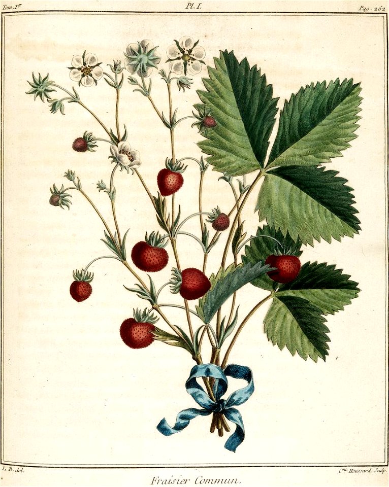 Catherine Haussard-Fraisier commun -Traité des arbres fruitiers- Duhamel du Monceau