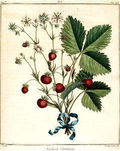 Catherine Haussard-Fraisier commun -Traité des arbres fruitiers- Duhamel du Monceau