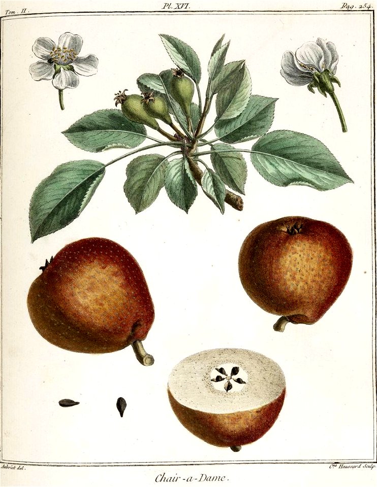 Catherine Haussard-Poire chair à dame-Traité des arbres fruitiers- Duhamel du Monceau