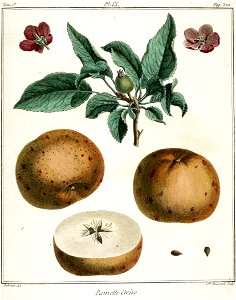 Catherine Haussard-Pomme reinette grise -Traité des arbres fruitiers- Duhamel du Monceau