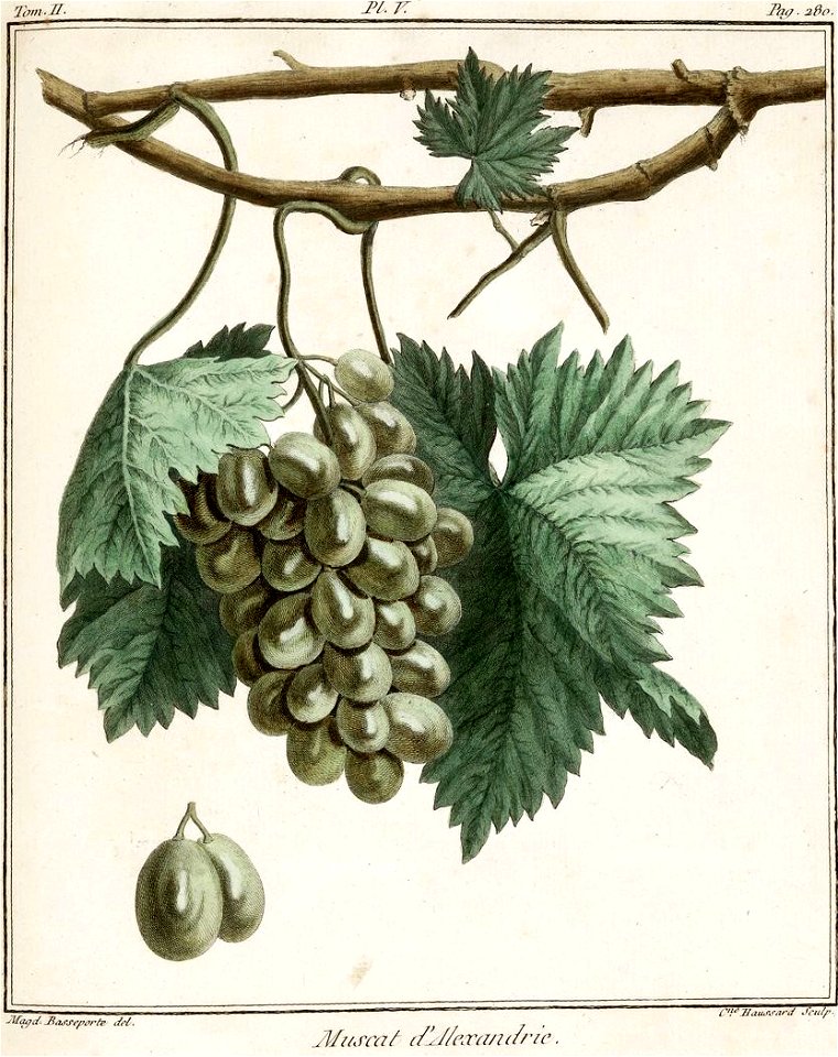 Catherine Haussard-Raisin muscat d'Alexandrie-Traité des arbres fruitiers- Duhamel du Monceau