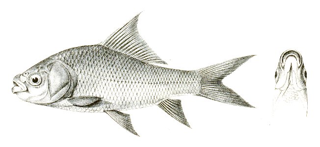Catla buchanani Achilles 134