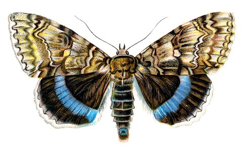Catocala fraxini par Nemos