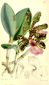 Cattleya aclandiae - Curtis' 84 (Ser. 3 no. 14) pl. 5039 (1858). Free illustration for personal and commercial use.