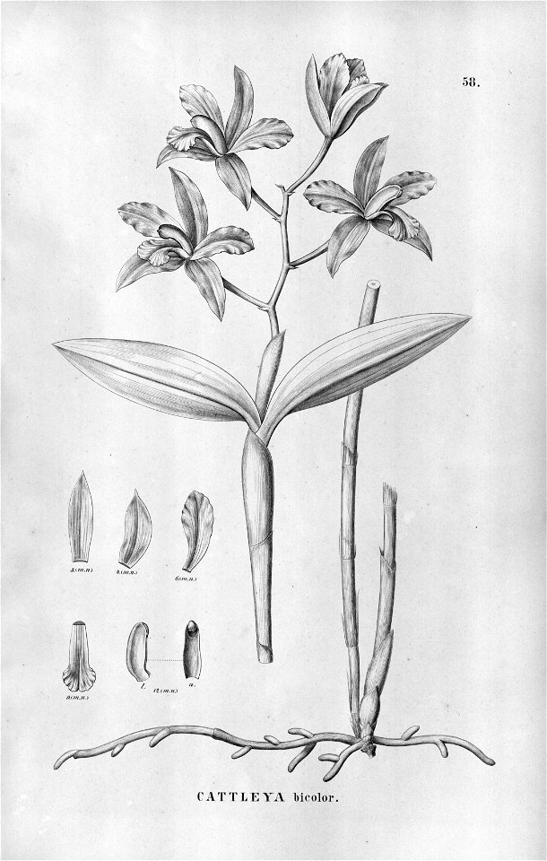 Cattleya bicolor - Fl.Br.3-5-58. Free illustration for personal and commercial use.