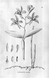 Cattleya bicolor - Fl.Br.3-5-58