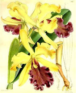 Cattleya dowiana - Curtis' 93 (Ser. 3 no. 23) pl. 5618 (1867). Free illustration for personal and commercial use.