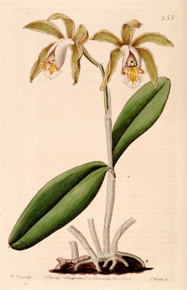 Cattleya forbesii - Bot. Reg. 11 pl. 953 (1825)