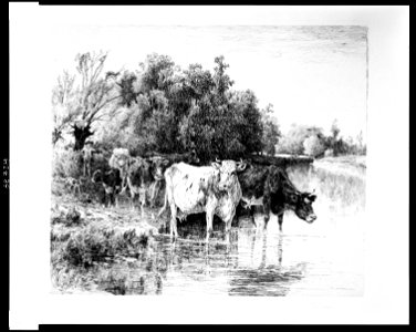 Cattle fording a river LCCN2009631166