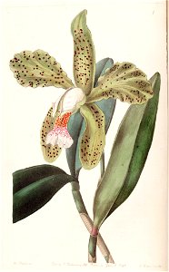 Cattleya granulosa - Edwards vol 28 (NS 5) pl 1 (1842). Free illustration for personal and commercial use.