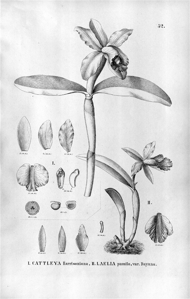 Cattleya harrisoniana - Sophronitis dayana (as Laelia pumila var. dayana) - Fl.Br.3-5-52. Free illustration for personal and commercial use.