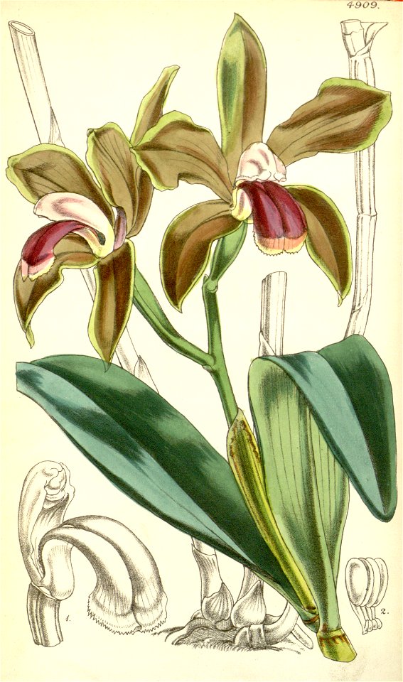 Cattleya bicolor - Curtis 82-4909 (1856)
