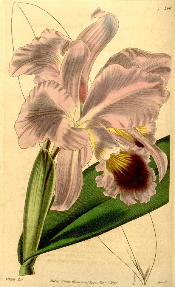 Cattleya labiata - Curtis' 69 (N.S. 16) pl. 3998 (1843)