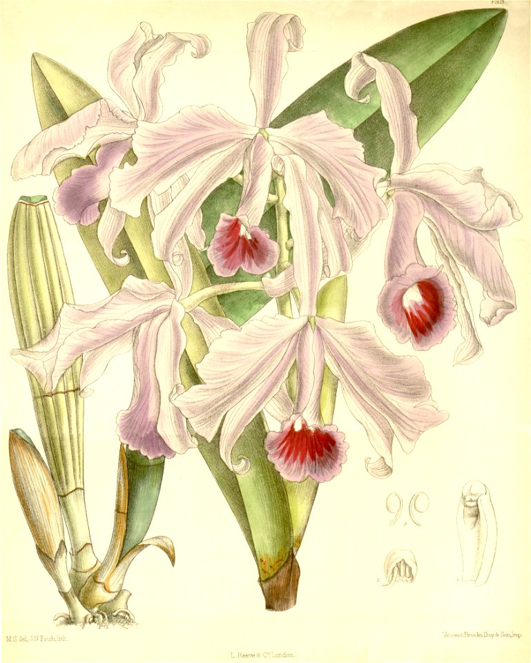 Cattleya lawrenceana - Curtis' 116 (Ser. 3 no. 46) pl 7133 (1890). Free illustration for personal and commercial use.