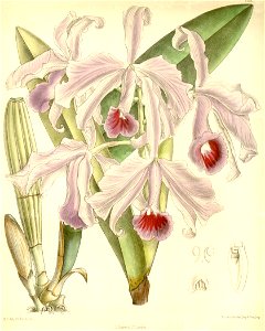 Cattleya lawrenceana - Curtis' 116 (Ser. 3 no. 46) pl 7133 (1890)