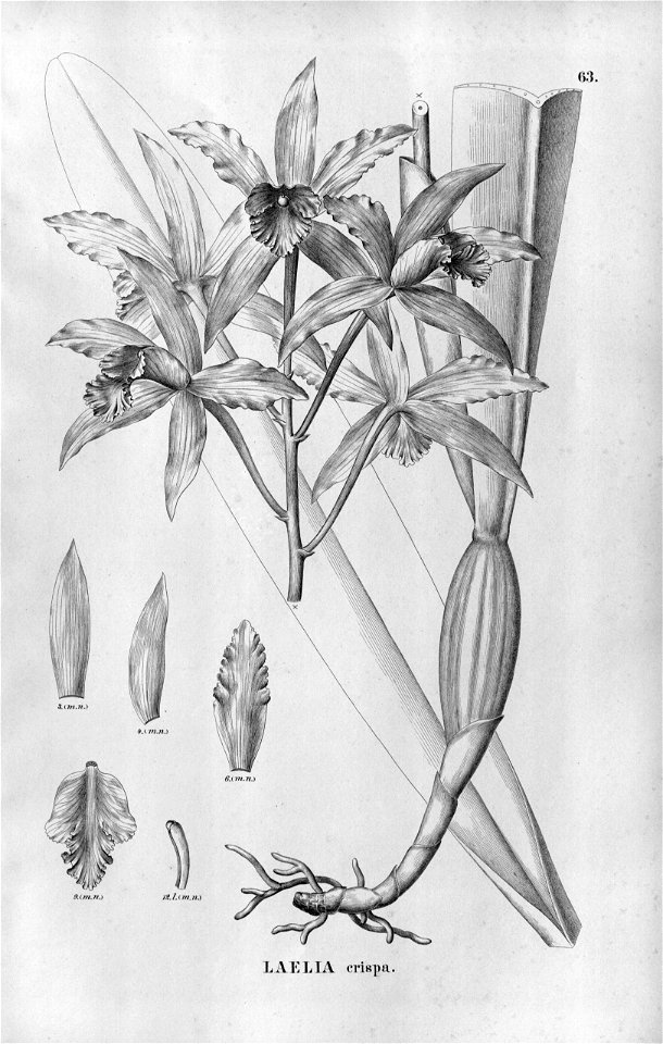 Cattleya crispa (as Laelia crispa) - Fl.Br.3-5-063
