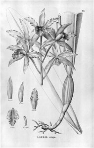 Cattleya crispa (as Laelia crispa) - Fl.Br.3-5-063