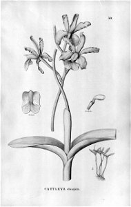 Cattleya elongata - Fl.Br.3-5-050