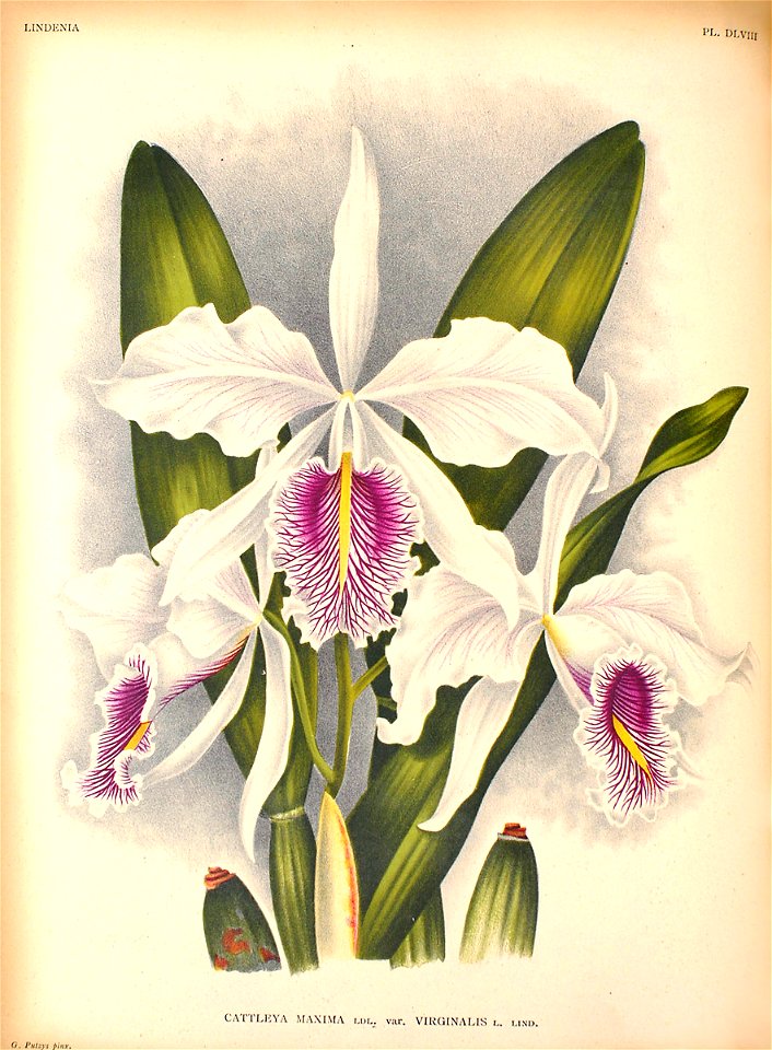 Cattleya maxima2