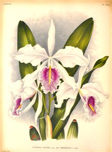 Cattleya maxima2