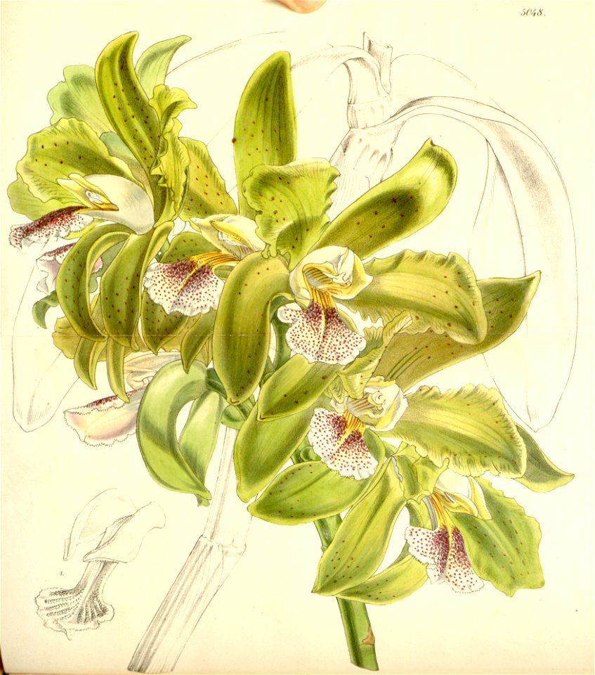 Cattleya granulosa - Curtis' 84 (Ser. 3 no. 14) pl. 5048 (1858)