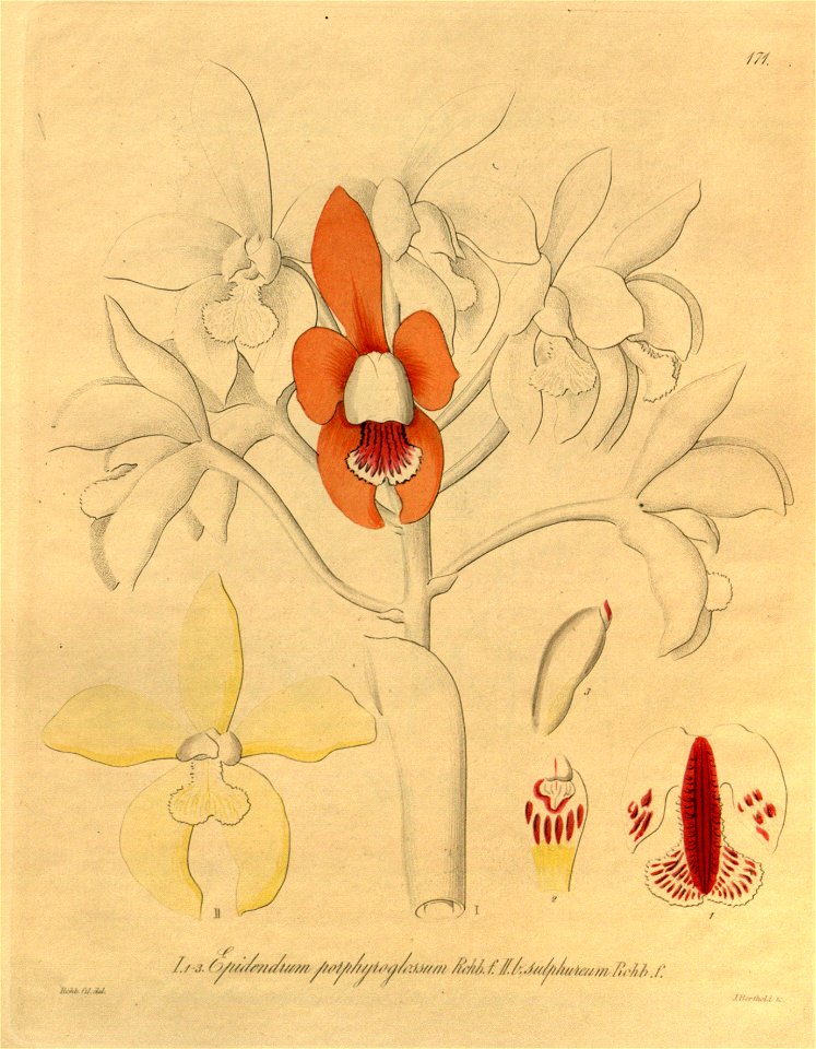 Cattleya porphyroglossa (as Epidendrum porphyroglossum) - Xenia 2 pl 171