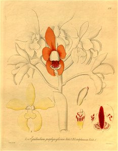 Cattleya porphyroglossa (as Epidendrum porphyroglossum) - Xenia 2 pl 171