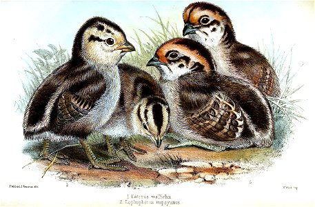 CatreusImpeyanChicksWolf