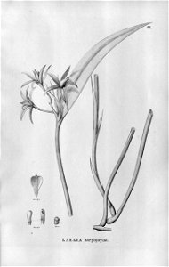 Cattleya harpophylla (as Laelia harpophylla) - Fl.Br.3-5-068