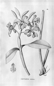 Cattleya velutina - Fl.Br.3-5-054