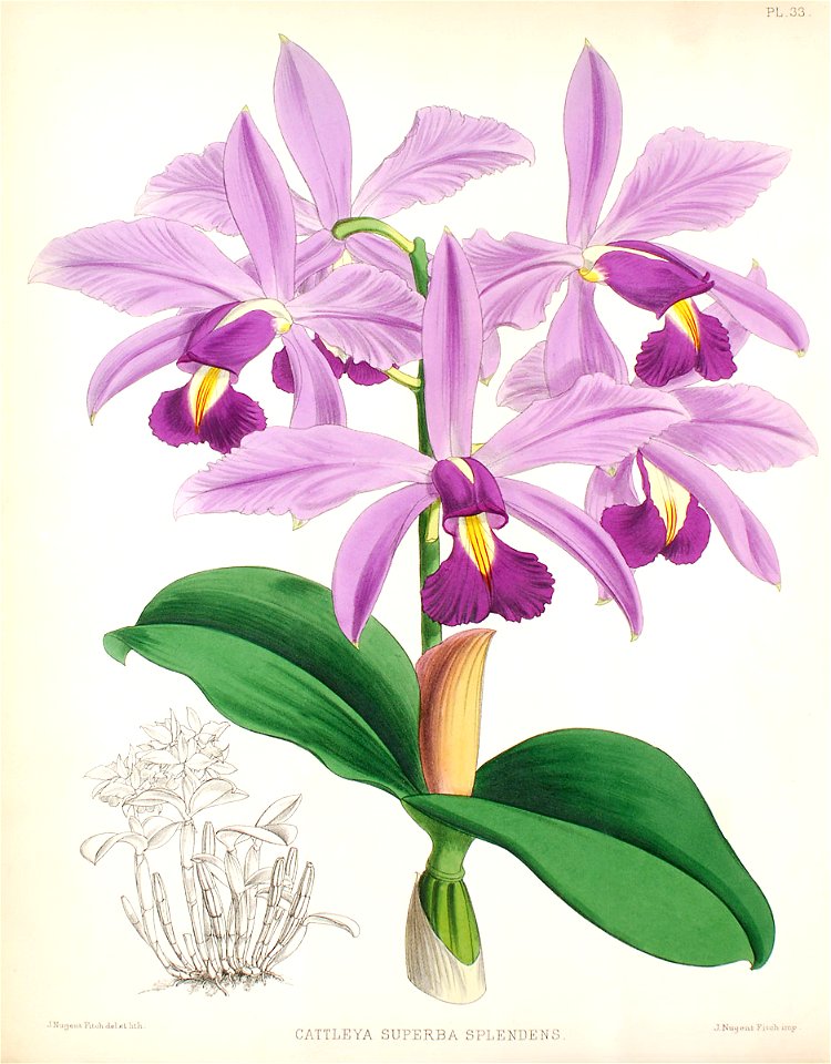 Cattleya violacea1