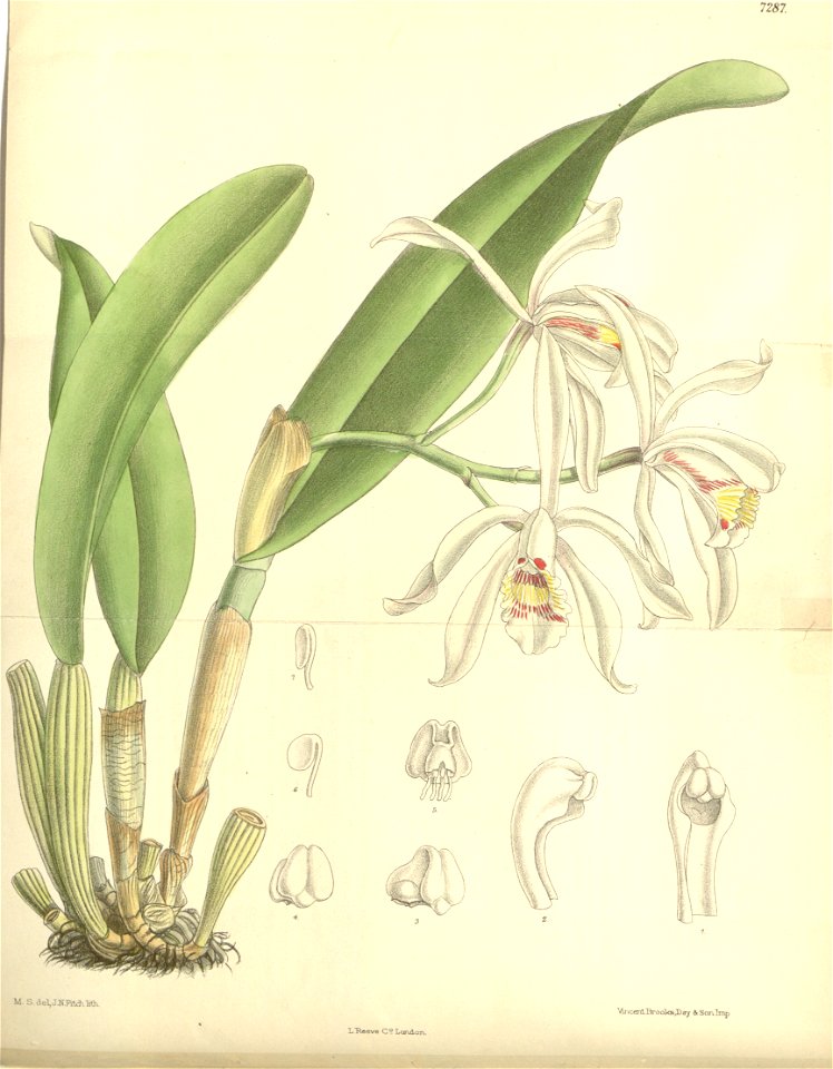 Cattleya iricolor - Curtis' 119 (Ser. 3 no. 49) pl 7287 (1893)