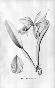Cattleya wallisii (as syn. Cattleya eldorado) - Fl.Br.3-5-056. Free illustration for personal and commercial use.