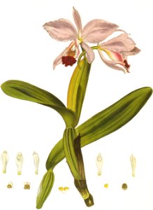 Cattleya labiata RHS